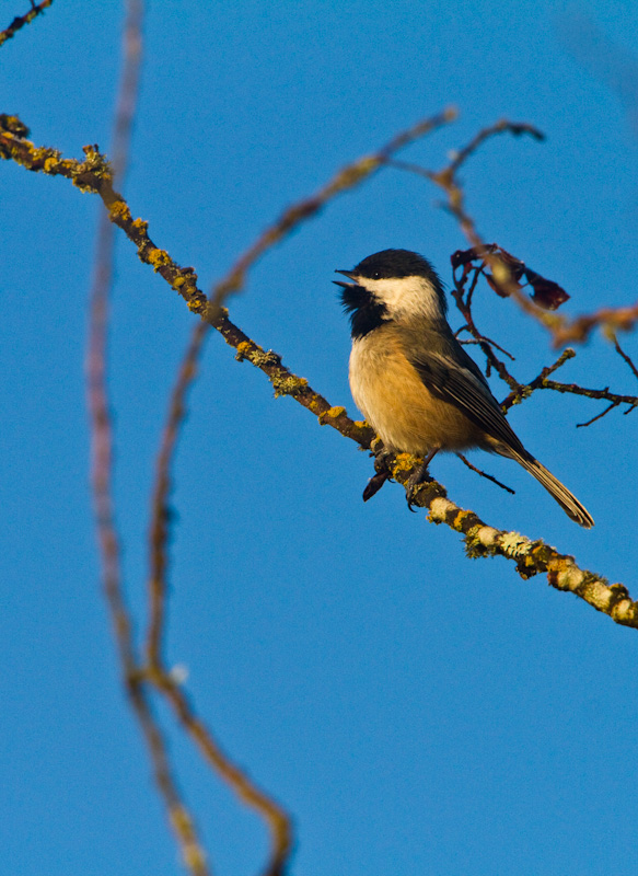 Black-Capped Chickadee